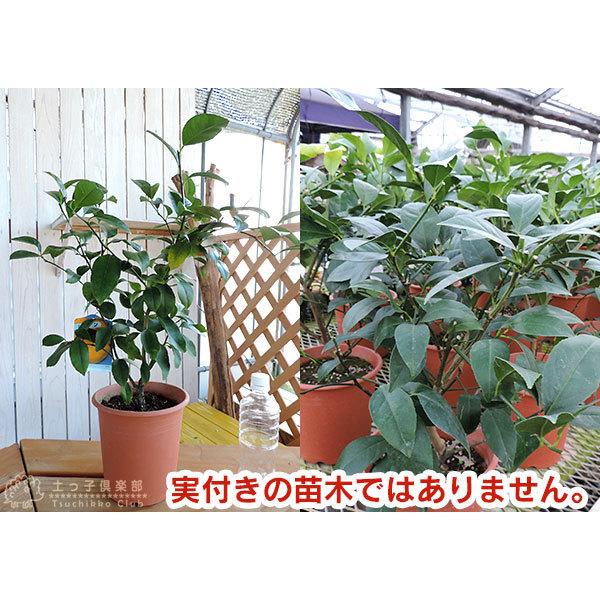 レモン グランドレモン 2年生 接ぎ木苗 6号鉢植え F 147 H6 花と緑の専門店 土っ子倶楽部 通販 Yahoo ショッピング