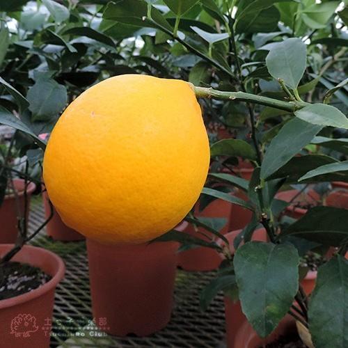 新素材新作 レモン グランドレモン 2年生 6号鉢植え 接ぎ木苗