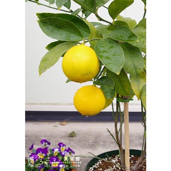 新素材新作 レモン グランドレモン 2年生 6号鉢植え 接ぎ木苗