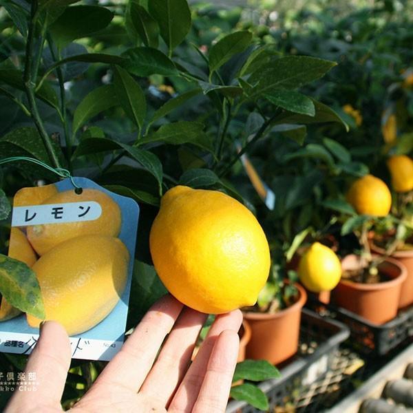 ブランドのギフト レモン 『 花と : 6号鉢植え 接ぎ木苗 2年生 』 グランドレモン 果樹