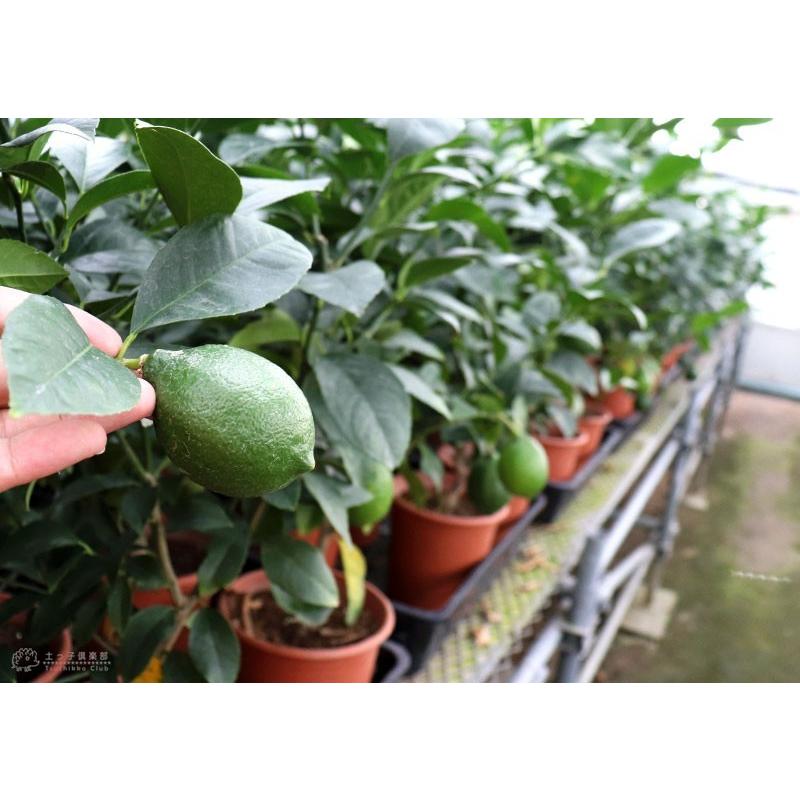 レモン グランドレモン 2年生 接ぎ木苗 6号鉢植え F 147 H6 花と緑の専門店 土っ子倶楽部 通販 Yahoo ショッピング