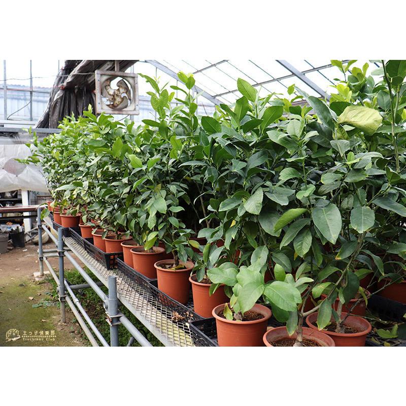 New レモン グランドレモン 2年生 接ぎ木苗 6号鉢植え Cisama Sc Gov Br