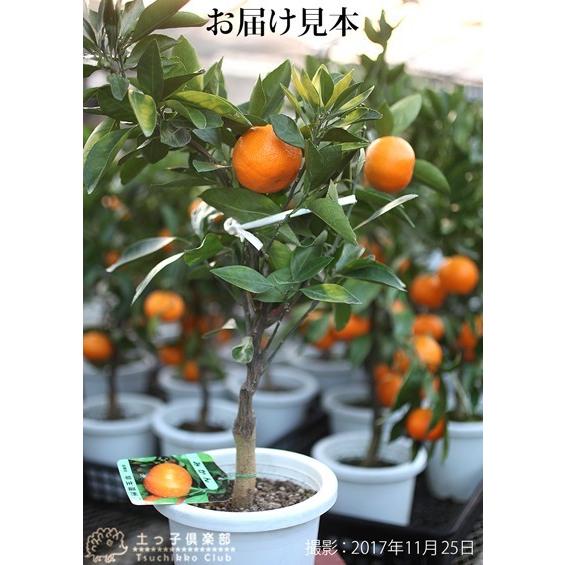 実付き 早生温州ミカン 接ぎ木苗 6号鉢植え F 153 M H6 花と緑の専門店 土っ子倶楽部 通販 Yahoo ショッピング