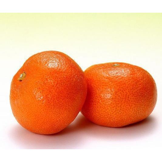 （ 実付き ） 早生温州みかん 『 西海ミカン 』 （ 送料無料 ） 株立ち 接ぎ木 大苗 8号鉢植え