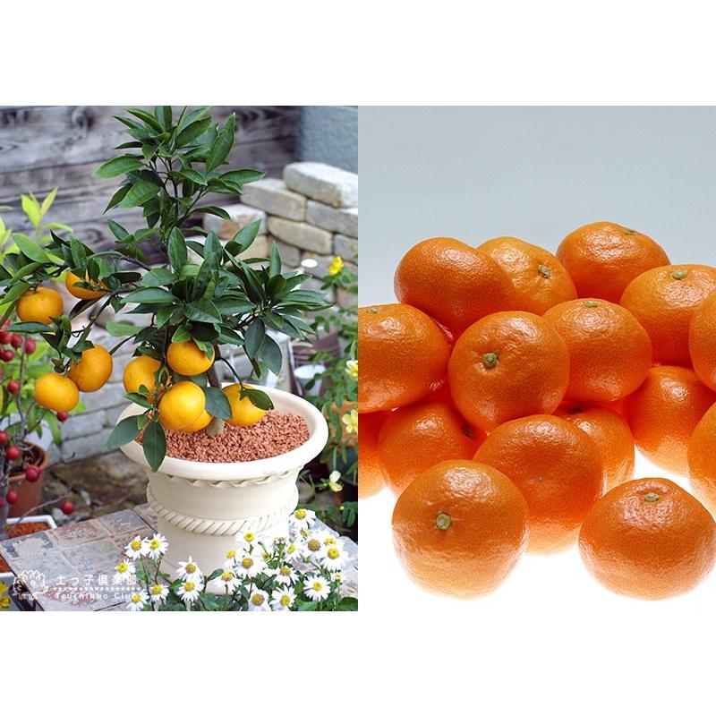 希少な柑橘鉢・特大・中実、3個実付き仏手柑8号鉢 hanahirobaonline_kankitsu-