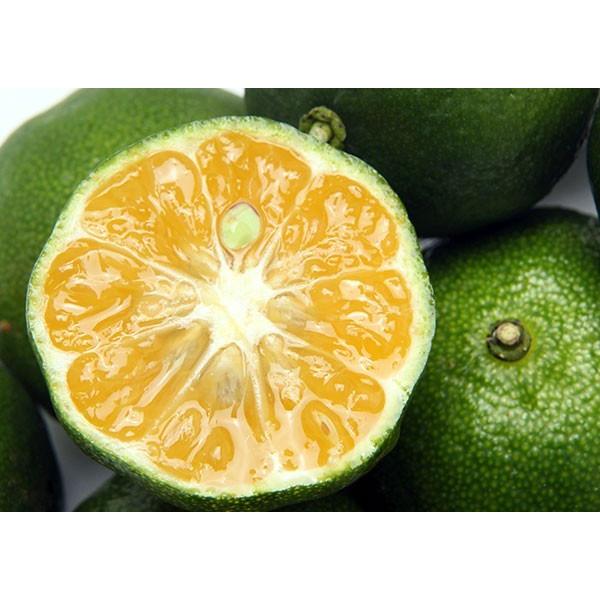 実付き ） 『 シークワーサー』 9cmポット接ぎ木苗 : 花と緑の専門店