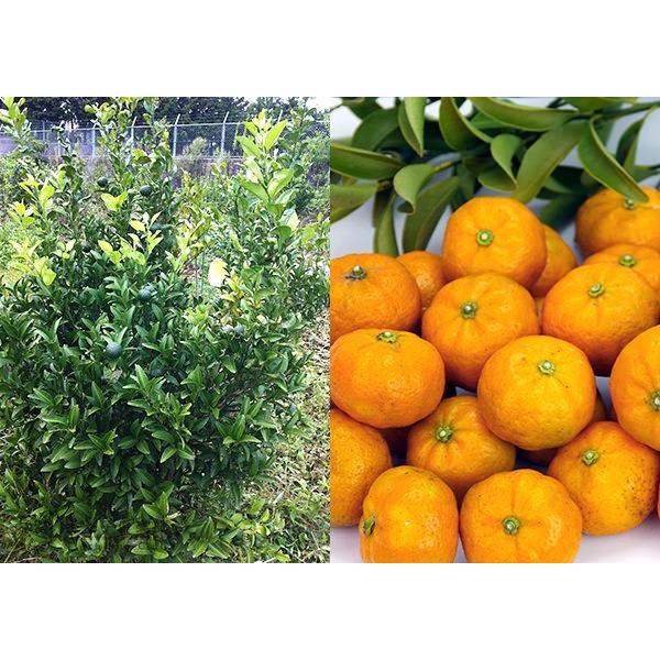 実付き ） 『 シークワーサー』 9cmポット接ぎ木苗 : 花と緑の専門店