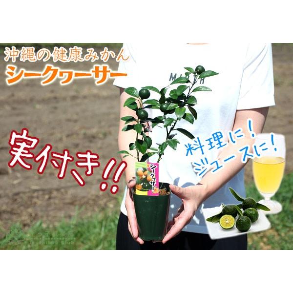実付き ） 『 シークワーサー』 9cmポット接ぎ木苗 : 花と緑の専門店
