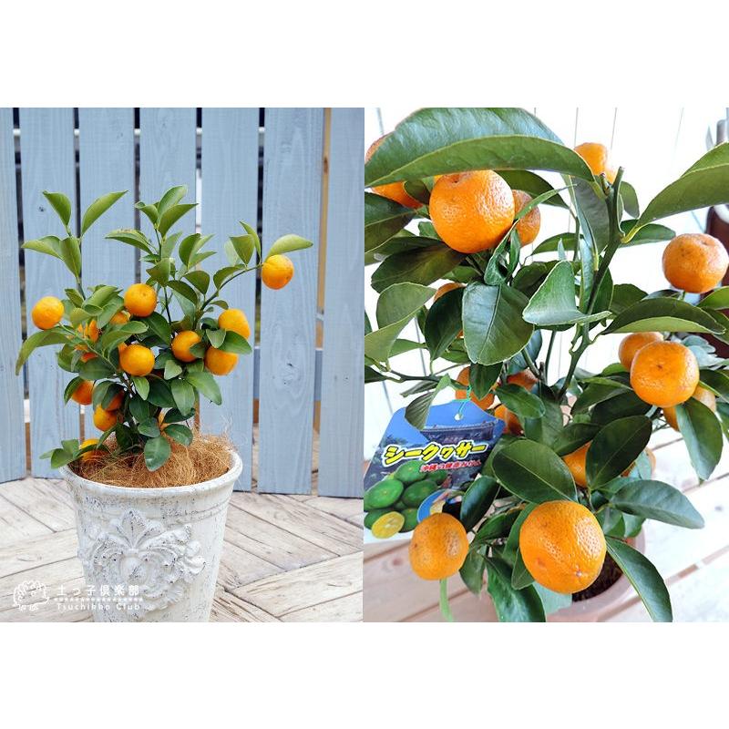 実付き ）シークワーサー 接ぎ木苗 6号鉢植え : 花と緑の専門店 土っ子