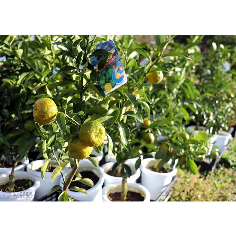 実付き ）シークワーサー 接ぎ木苗 6号鉢植え みかんの木 みかん 沖縄