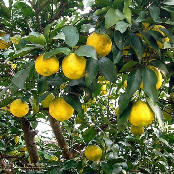 実付き ） 一才ゆず 『 花柚子 』 ユズ 接ぎ木苗 5号鉢植え : 花と緑の