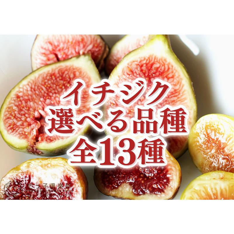 イチジク 2個セット 送料無料 12cmポット苗 全13品種 選べる品種 F 157 2ps 花と緑の専門店 土っ子倶楽部 通販 Yahoo ショッピング