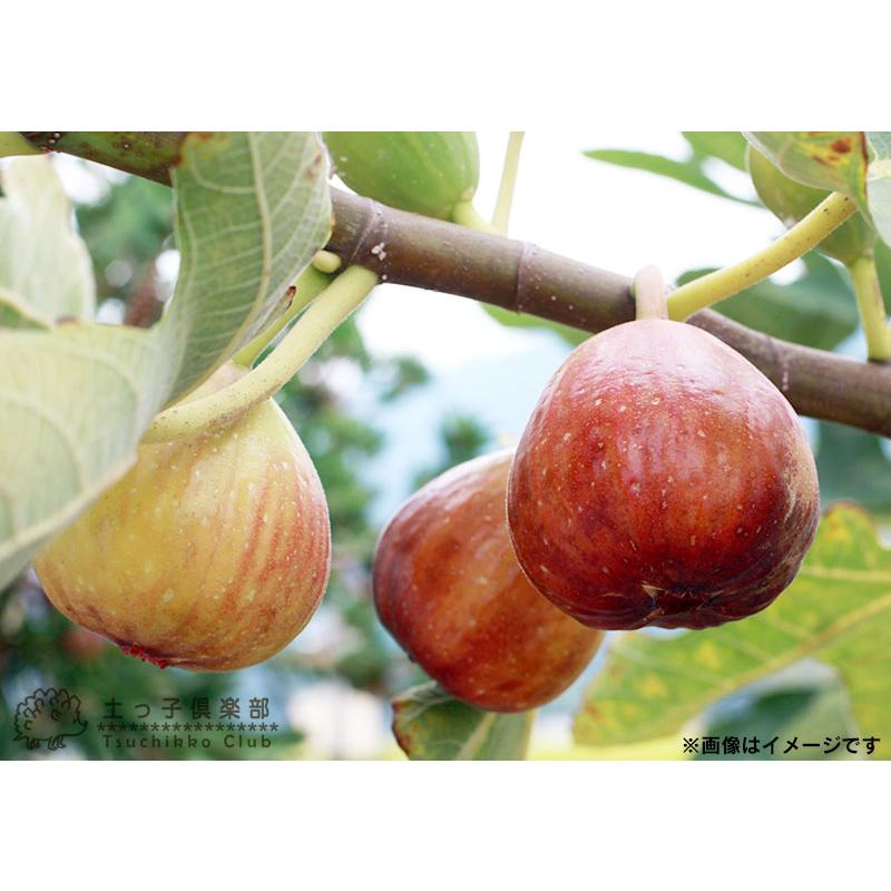 イチジク 全9品種 12cmポット苗 【 選べる品種 】 : 花と緑の専門店 土