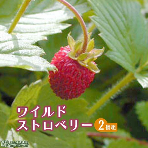 ワイルドストロベリー 2個セット 9cmポット苗 F 158 花と緑の専門店 土っ子倶楽部 通販 Yahoo ショッピング