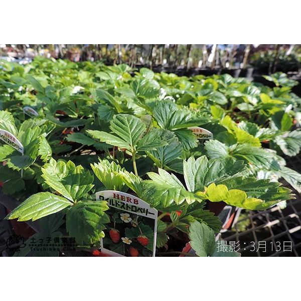 ワイルドストロベリー 2個セット 9cmポット苗 : 花と緑の専門店 土っ子