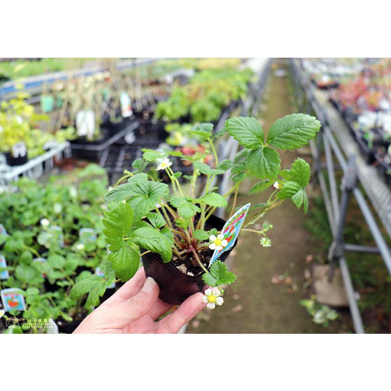 ワイルドストロベリー 2個セット 9cmポット苗 : 花と緑の専門店 土っ子