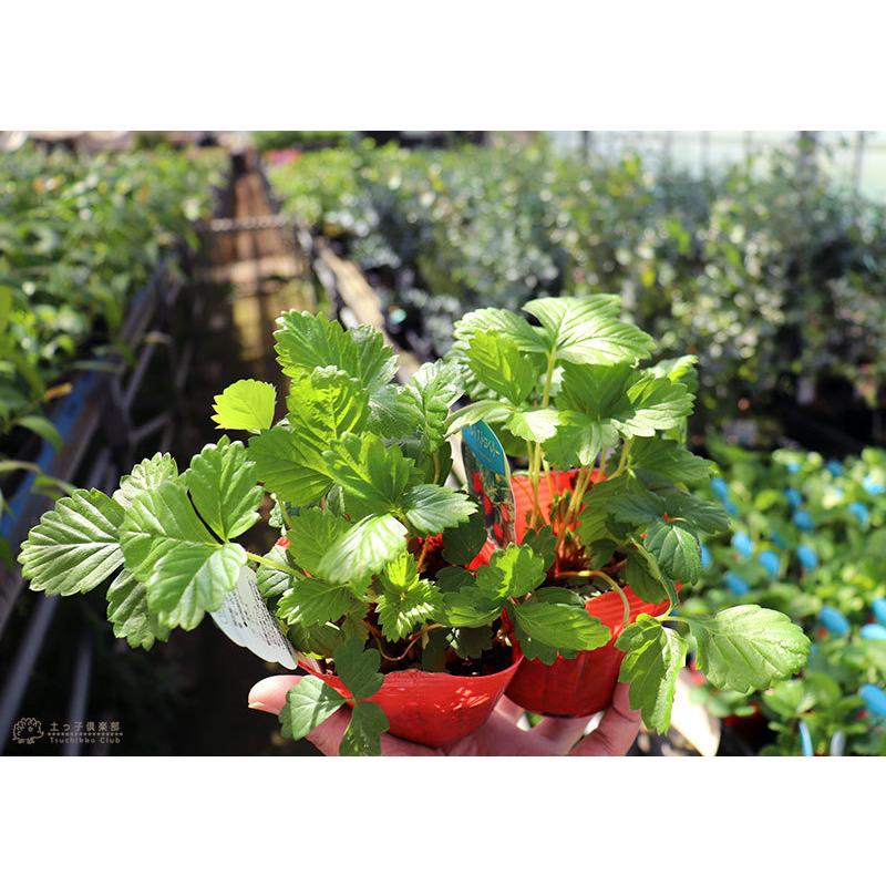 ワイルドストロベリー 2個セット 9cmポット苗 : 花と緑の専門店 土っ子