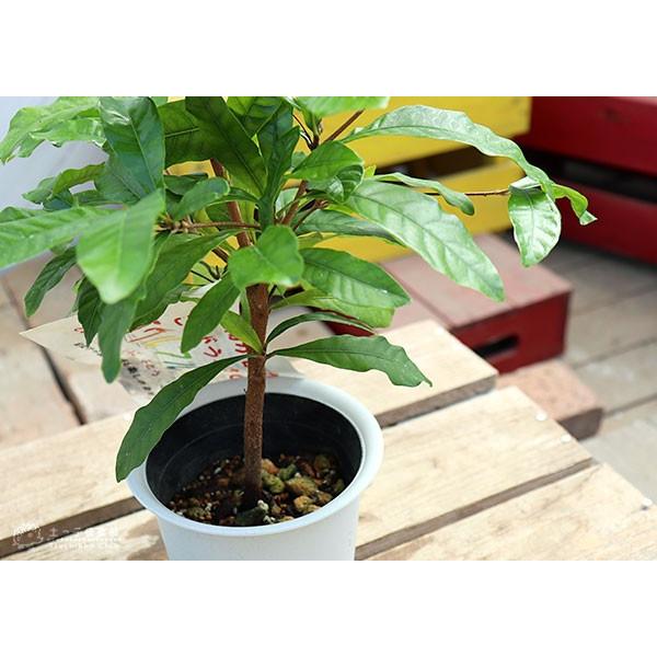 ミラクルフルーツ （ ミラクルベリー ） 4号鉢植え : 花と緑の専門店