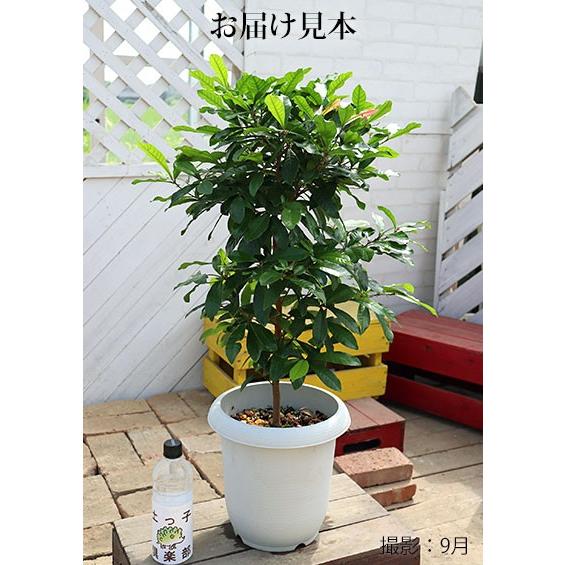 ミラクルフルーツ （ ミラクルベリー ） 大苗 7号鉢植え : 花と緑の