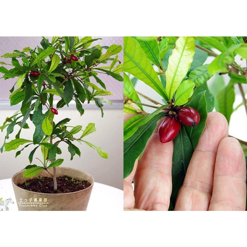 ミラクルフルーツ ミラクルベリー 大苗 7号鉢植え F 159 H7 花と緑の専門店 土っ子倶楽部 通販 Yahoo ショッピング