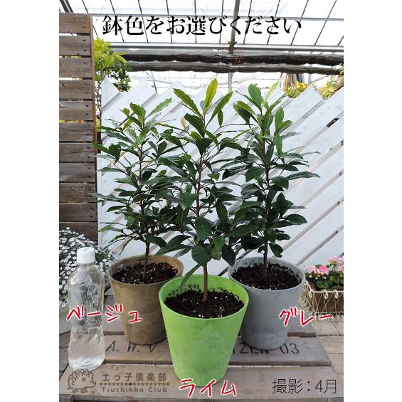 ミラクルフルーツ （ ミラクルベリー ） 17cm鉢植え : 花と緑の専門店