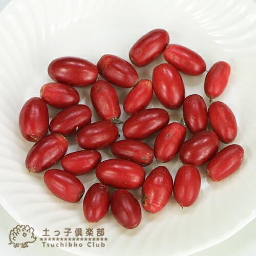 ミラクルフルーツ （ ミラクルベリー ） 17cm鉢植え : 花と緑の専門店