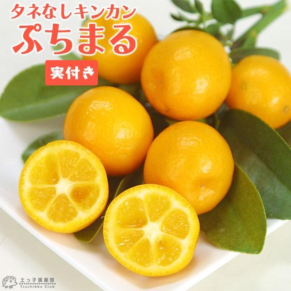 実付き ） タネなし金柑 『 ぷちまる 』 接ぎ木苗 5号鉢植え プチマル