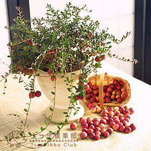 クランベリー苗　かわいいお庭 実がた〜くさんの クランベリー 苗 果樹苗 ベリー 果樹 苗木 敬老の日