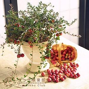 クランベリー （ ツルコケモモ ） 2個セット 送料無料 10.5cmポット苗