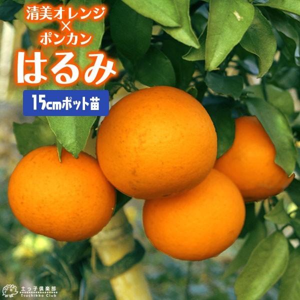 柑橘  『 はるみ 』 15cmポット接木苗（Yahoo!・花と緑の専門店 土っ子倶楽部）