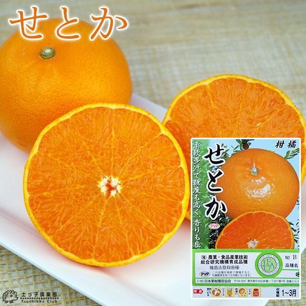 柑橘  『 せとか 』 13.5cmポット接木苗（Yahoo!・花と緑の専門店 土っ子倶楽部）