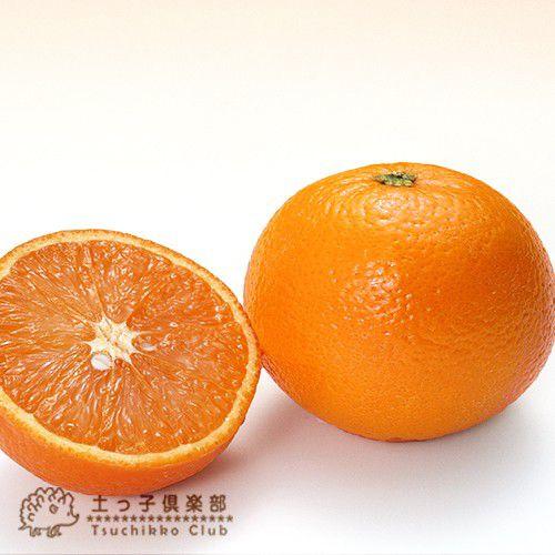柑橘  『 せとか 』 13.5cmポット接木苗｜produce87｜03