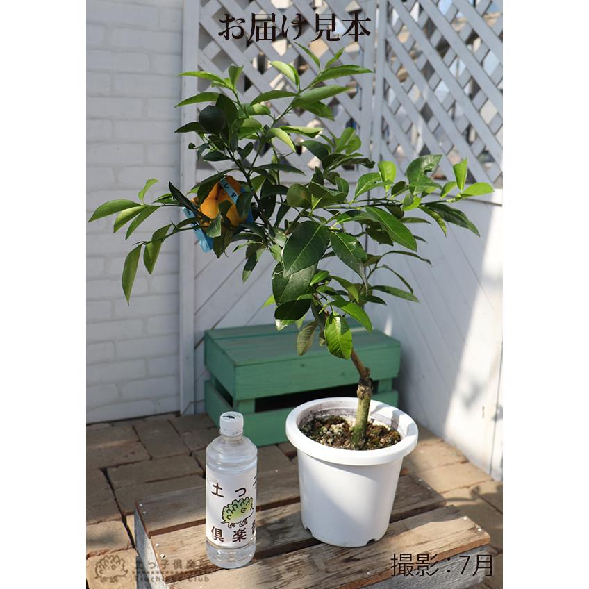 実付き ） 姫レモン ヒメレモン 接ぎ木苗 6号鉢植え 【 珍種 】（実