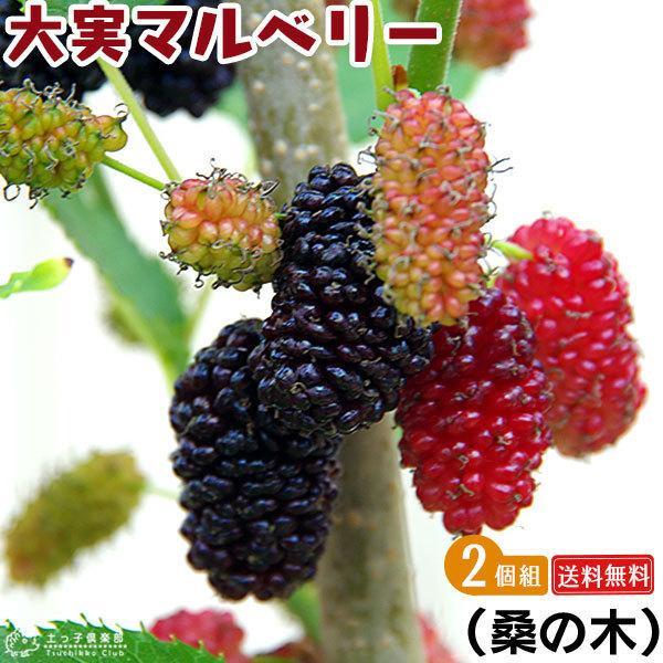 大実マルベリー （桑の木） 2個セット （ 送料無料 ） 15cmポット苗木（Yahoo!・花と緑の専門店 土っ子倶楽部）