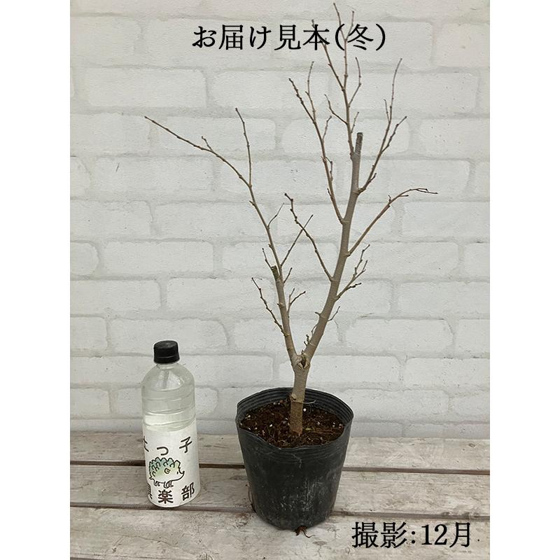 大実マルベリー 桑の木 15cmポット苗木 : 花と緑の専門店 土っ子 大実マルベリー 桑の木 15cmポット苗木 : 花と緑の専門店 土っ子