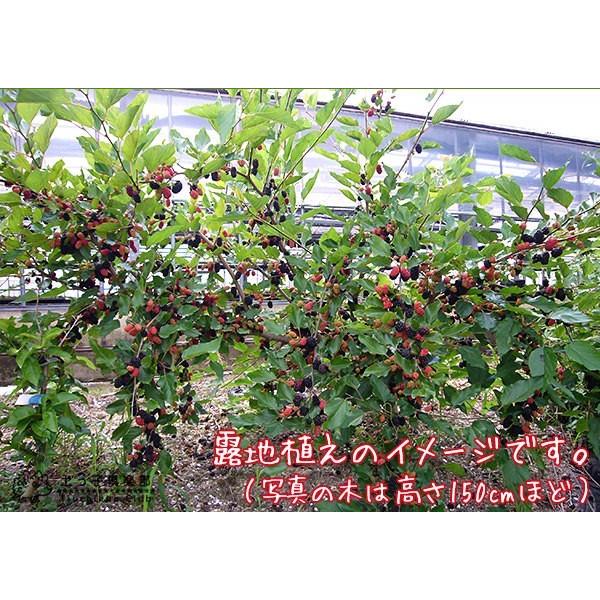 大実マルベリー 桑の木 15cmポット苗木 F 172 花と緑の専門店 土っ子倶楽部 通販 Yahoo ショッピング