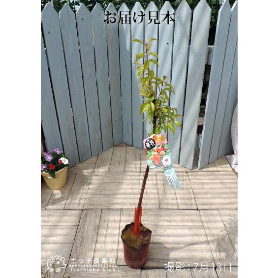 梅 『 露茜 （ツユアカネ） 』 接木苗 : 花と緑の専門店 土っ子倶楽部