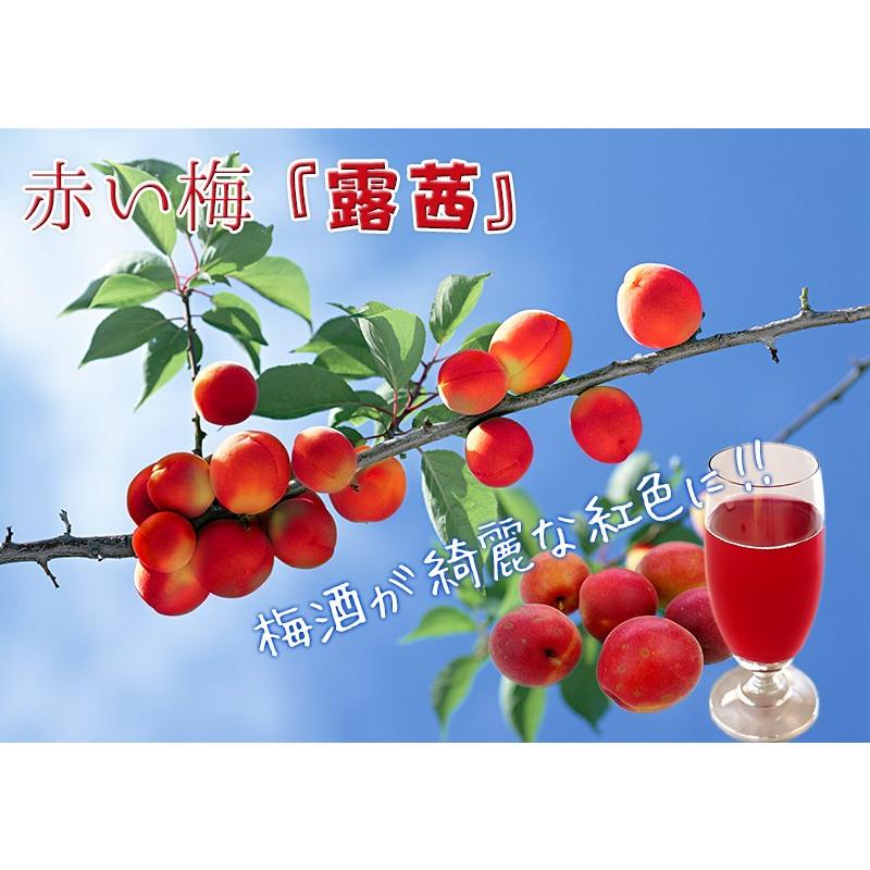 梅 露茜 ツユアカネ 接木苗 F 177 花と緑の専門店 土っ子倶楽部 通販 Yahoo ショッピング