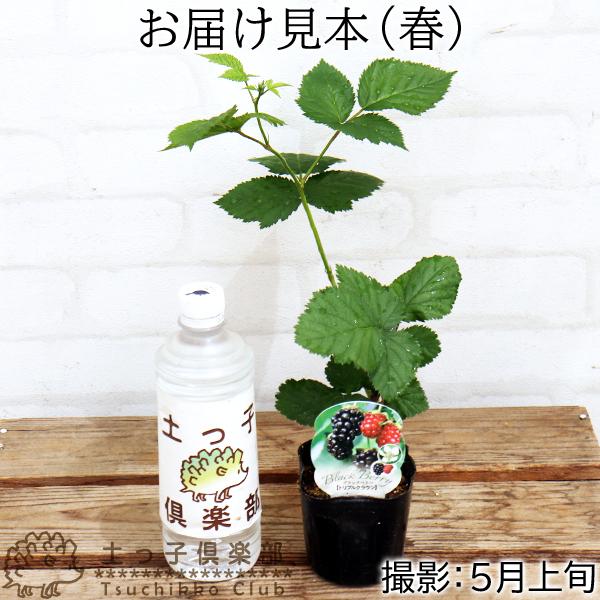 トリプルクラウン　ポットごと　取り木苗　現品 トゲなし ブラックベリー 『 トリプルクラウン 』 9cmポット苗 : 花と