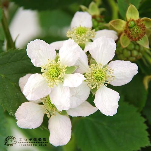 トゲなし ブラックベリー 『 トリプルクラウン 』 9cmポット苗 : 花と