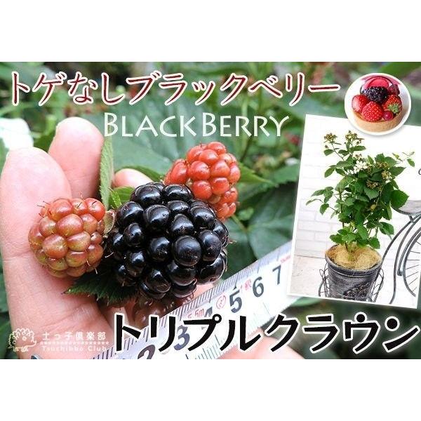 トゲなし ブラックベリー 『 トリプルクラウン 』 9cmポット苗 : 花と
