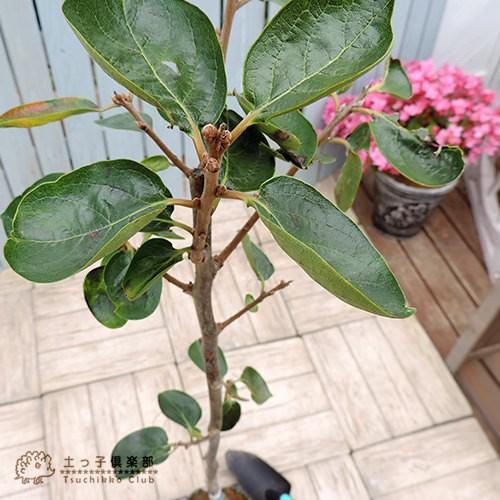 柿（甘） 『 太秋 （タイシュウ） 』 12cmポット接ぎ木苗 : 花と緑の