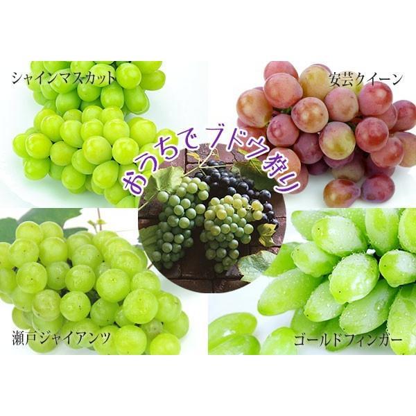 ぶどう (ブドウ) 全4品種 12cmポット苗 【 選べる品種 】2年生 ぶどう (ブドウ) 全4品種 12cmポット苗 【 選べる品種 】2年生
