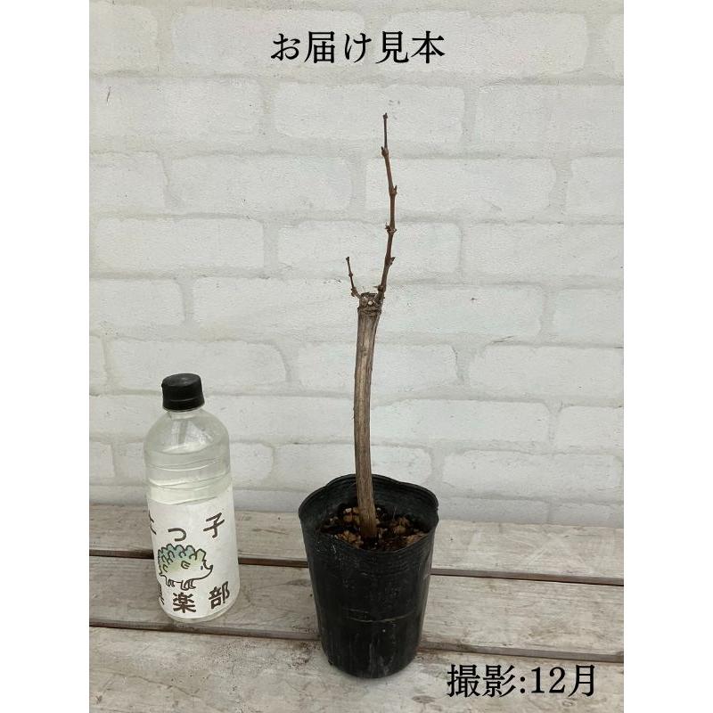 ぶどう (ブドウ) 全4品種 12cmポット苗 【 選べる品種 】2年生 ぶどう (ブドウ) 全4品種 12cmポット苗 【 選べる品種 】2年生
