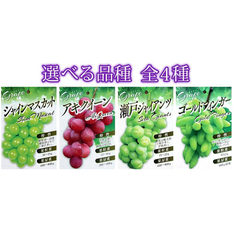 ぶどう (ブドウ) 全4品種 12cmポット苗 【 選べる品種 】2年生 ぶどう (ブドウ) 全4品種 12cmポット苗 【 選べる品種 】2年生