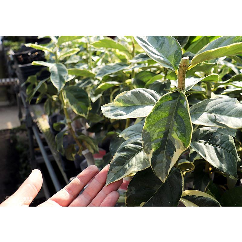 斑入りレモン ピンクレモネード 2年生 13 5cmポット接木苗 F 186 13 花と緑の専門店 土っ子倶楽部 通販 Yahoo ショッピング