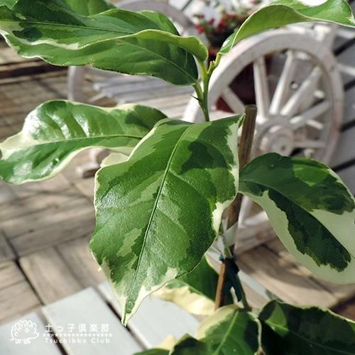 斑入りレモン 『 ピンクレモネード 』 6号鉢植え ( 接木苗 斑入りレモン 『 ピンクレモネード 』 6号鉢植え ( 接木苗