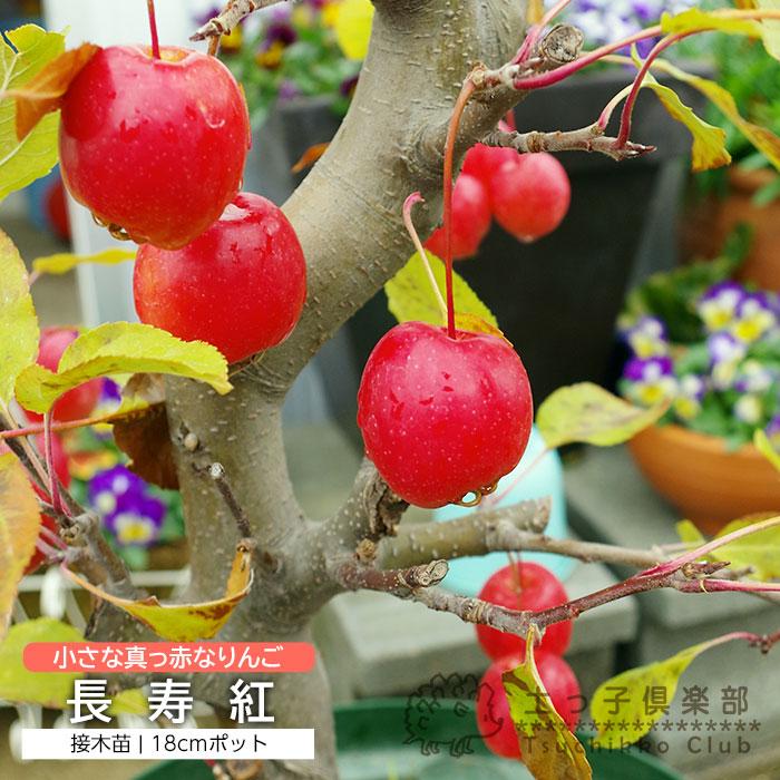 実付き 】 姫りんご 長寿紅 18cm鉢植え : 花と緑の専門店 土っ子 実付き 】 姫りんご 長寿紅 18cm鉢植え : 花と緑の専門店 土っ子