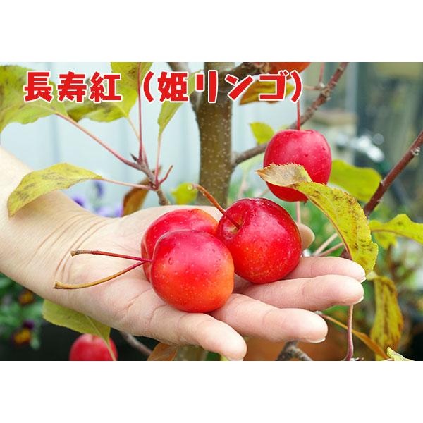 敬老の日 】≪実付！！≫姫りんご 長寿紅 18cm鉢植え おじいちゃん