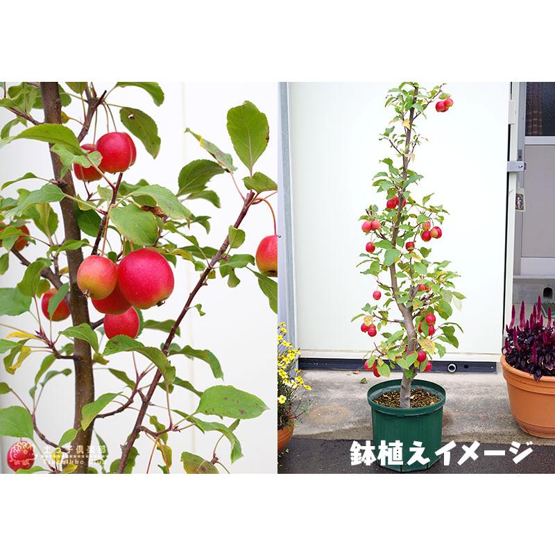 敬老の日 】≪実付！！≫ 姫りんご 長寿紅 18cm鉢植え Yahoo